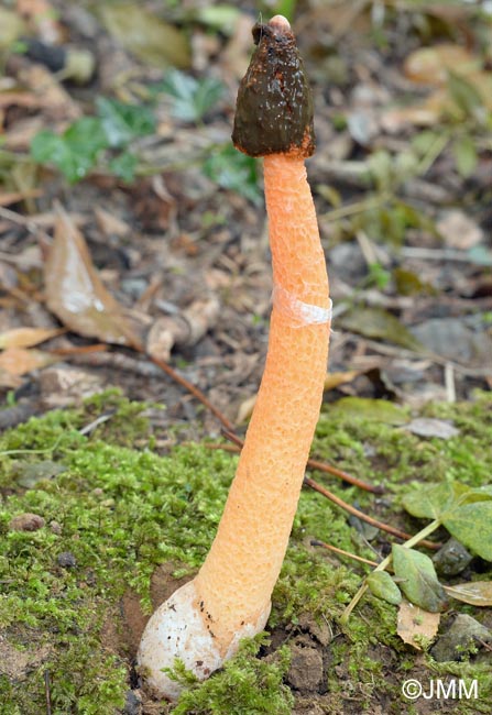 Phallus rubicundus