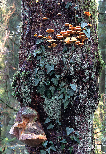 Phyllotopsis nidulans & Phellinus hartigii