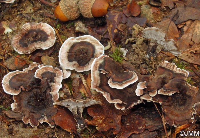 Phellodon confluens