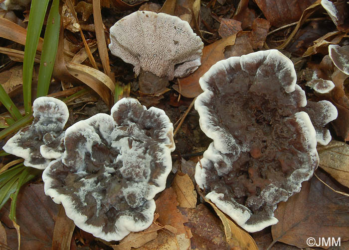 Phellodon melaleucus