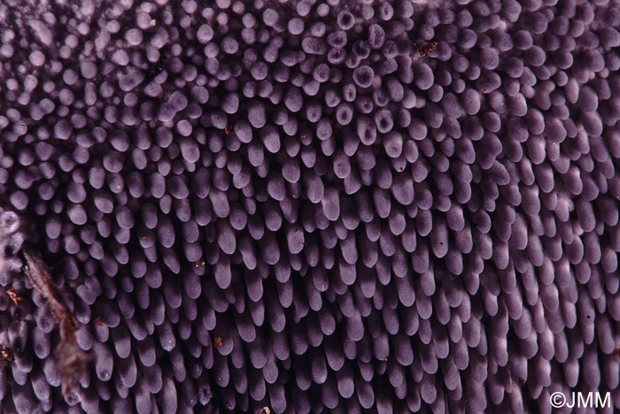 Phellodon niger : détail de l'hyménium