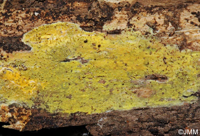 Phlebia uda = Mycoacia uda