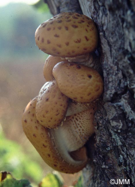 Pholiota adiposa