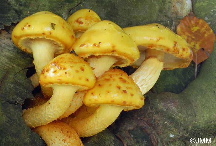 Pholiota adiposa