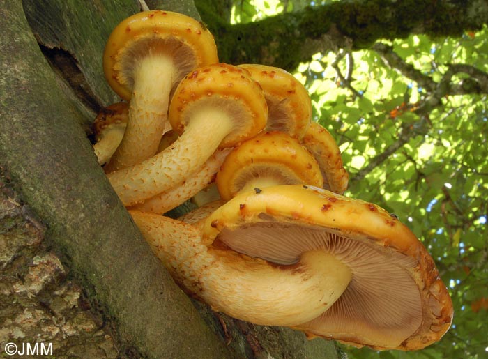 Pholiota adiposa