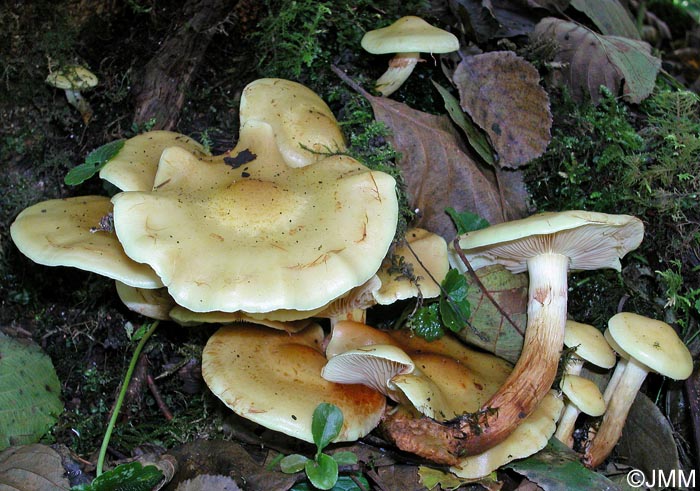 Pholiota alnicola = Flammula alnicola