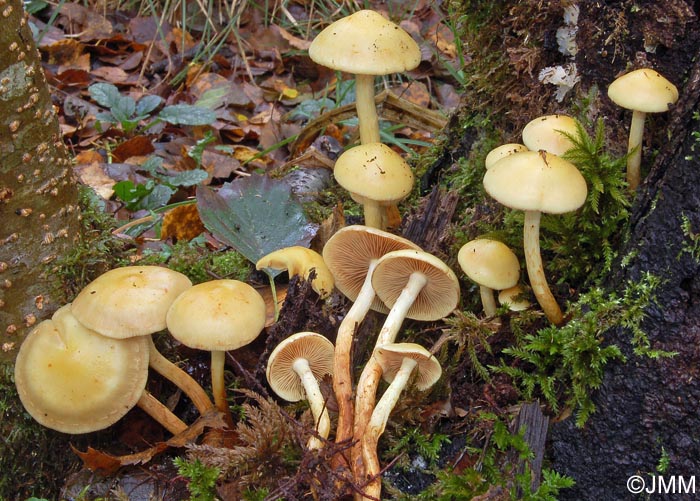 Pholiota alnicola = Flammula alnicola