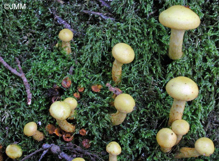 Pholiota alnicola = Flammula alnicola