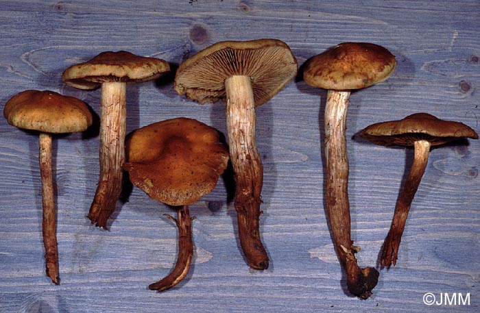 Pholiota apicrea = Flammula apicrea