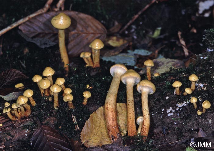 Pholiota apicrea = Flammula apicrea