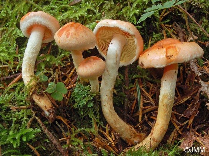 Pholiota astragalina