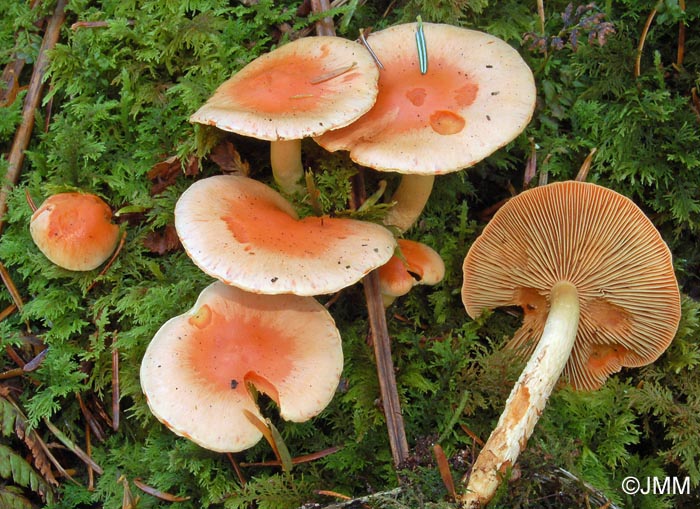 Pholiota astragalina