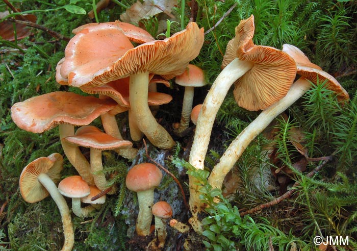 Pholiota astragalina