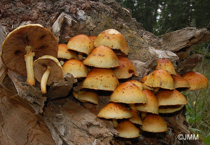 Pholiota aurivella