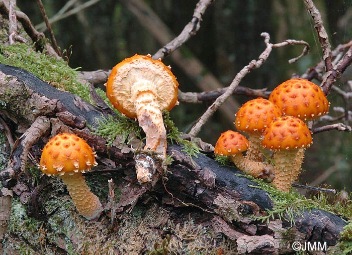 Pholiota cerifera