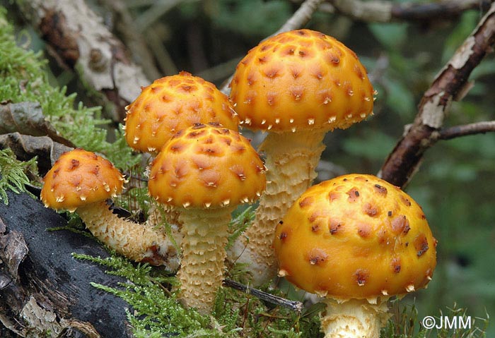 Pholiota cerifera