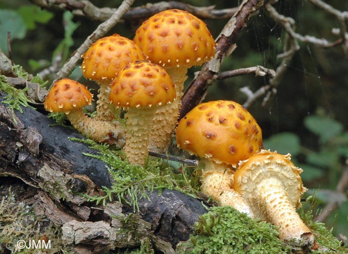 Pholiota cerifera