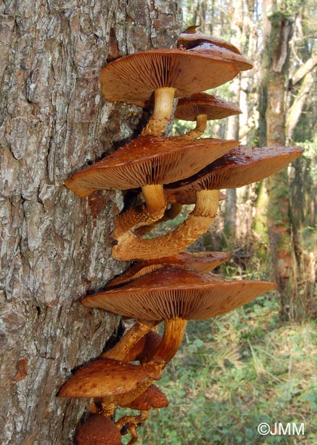 Pholiota cerifera