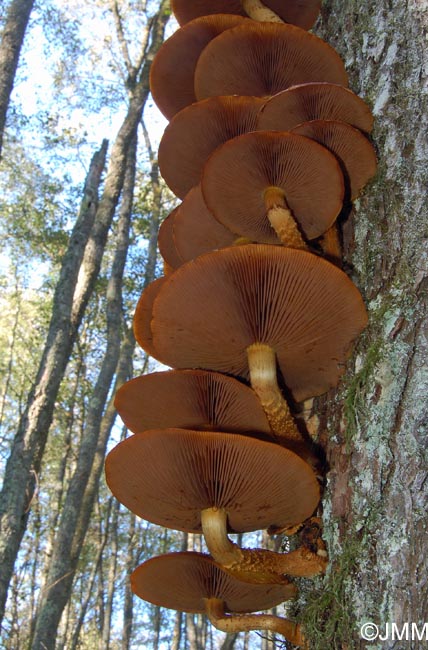 Pholiota cerifera