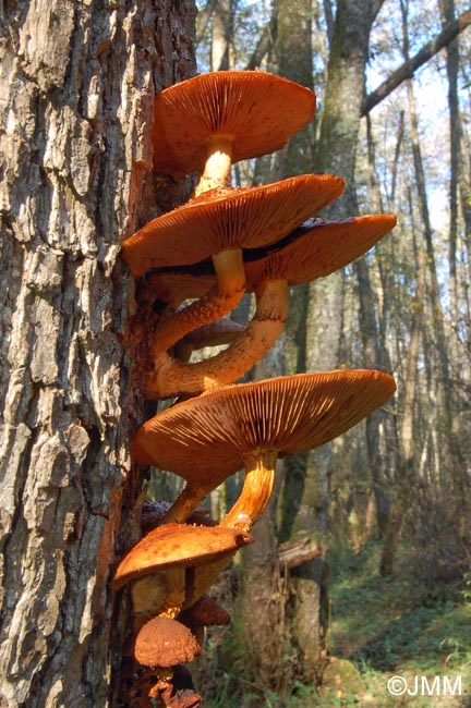 Pholiota cerifera