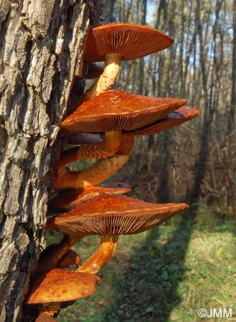 Pholiota cerifera