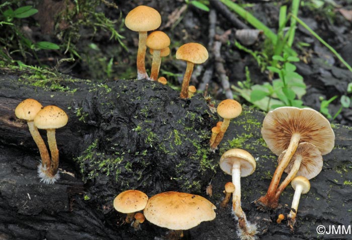 Pholiota conissans