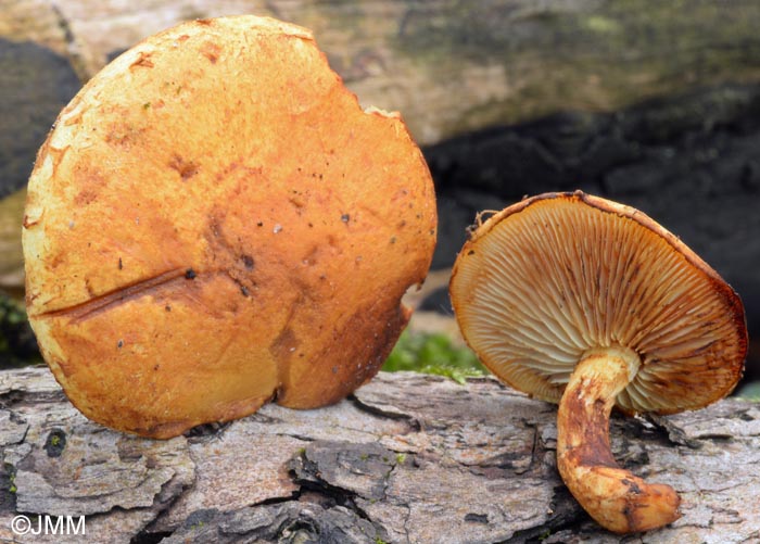 Pholiota tuberculosa var. curvipes = Pholiota curvipes