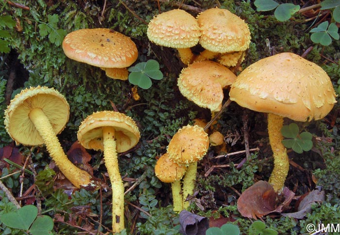 Pholiota flammans