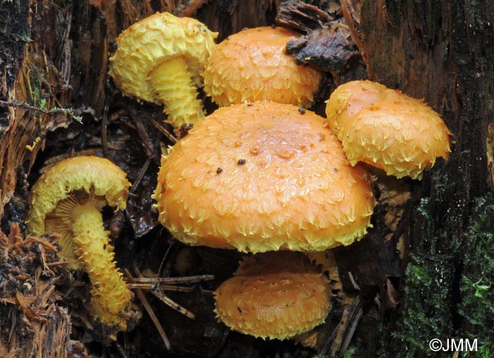 Pholiota flammans