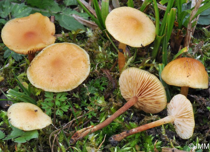 Pholiota graminis = Pholiota conissans var. graminis