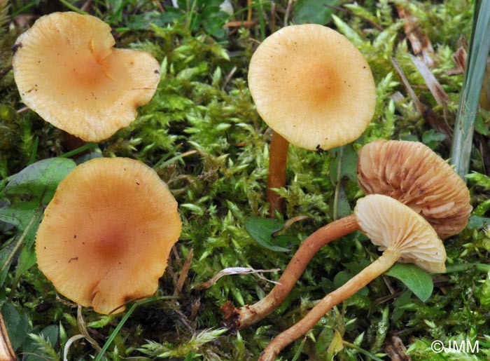 Pholiota graminis = Pholiota conissans var. graminis