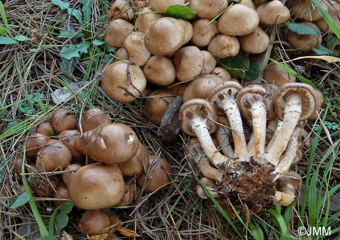 Pholiota gummosa var. obscurofusca