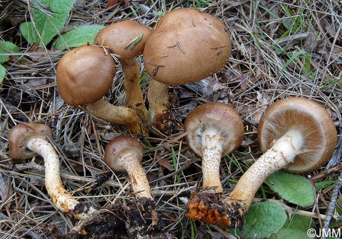 Pholiota gummosa var. obscurofusca