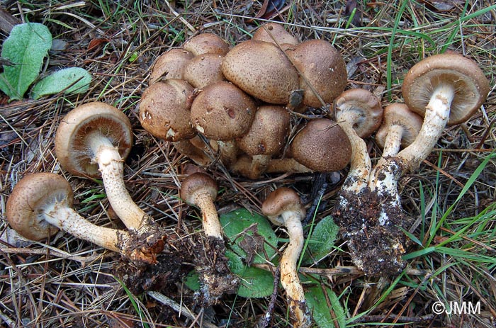 Pholiota gummosa var. obscurofusca