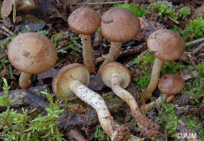 Pholiota gummosa var. rufobrunnea