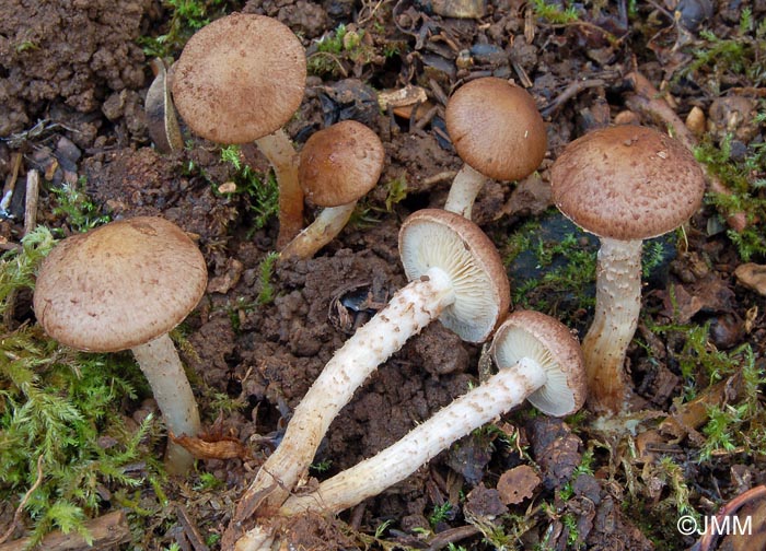 Pholiota gummosa var. rufobrunnea