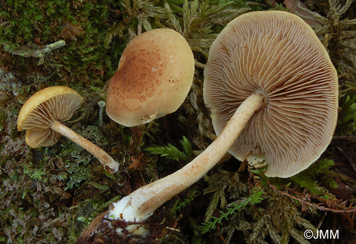 Pholiota henningsii