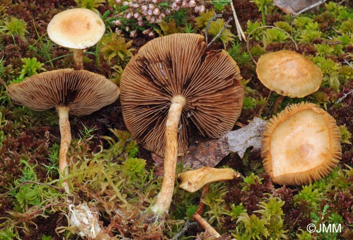 Pholiota henningsii