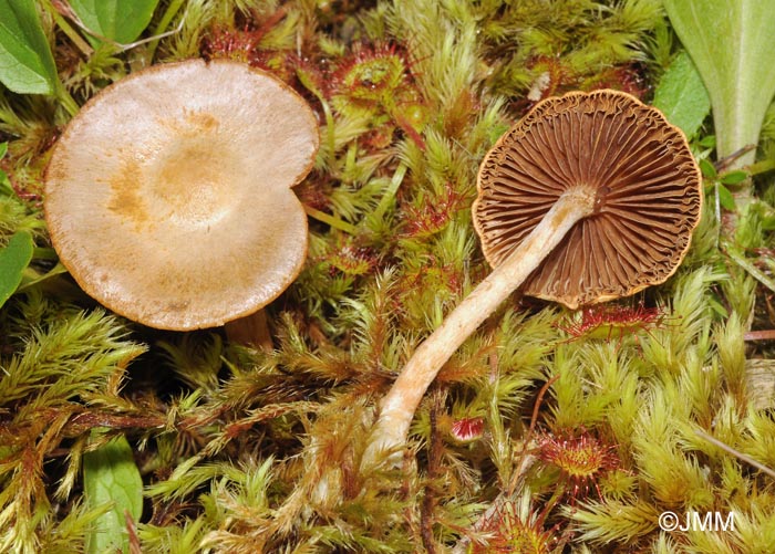 Pholiota henningsii & Drosera rotundifolia