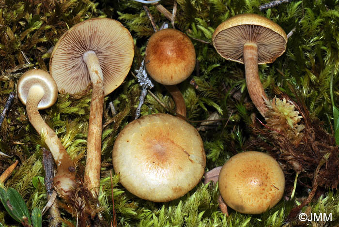 Pholiota henningsii 