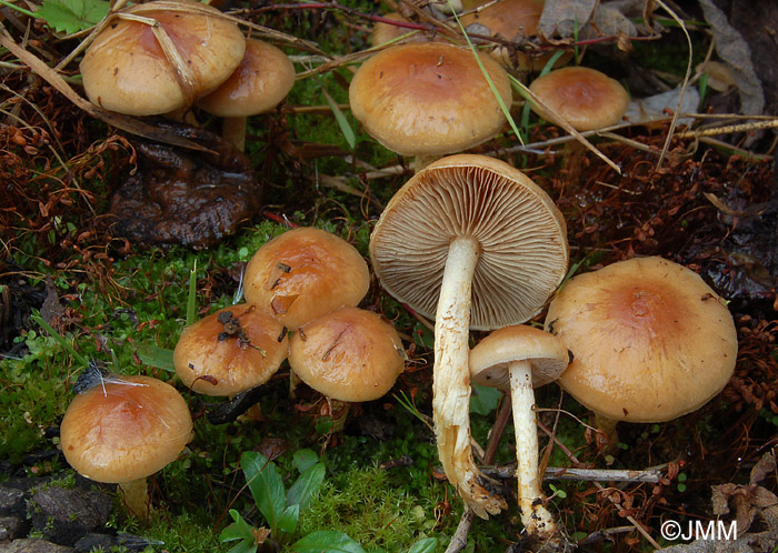 Pholiota highlandensis