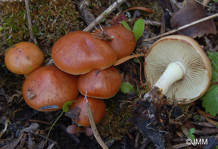 Pholiota highlandensis