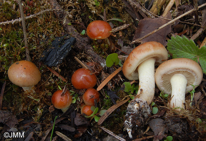 Pholiota highlandensis