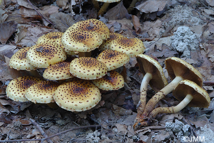 Pholiota jahnii