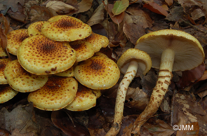 Pholiota jahnii