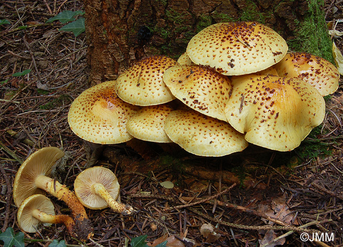 Pholiota jahnii