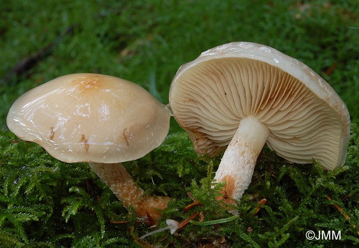 Pholiota lenta = Flammula lenta