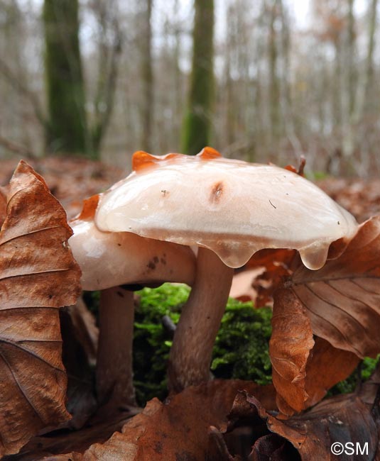 Pholiota lenta = Flammula lenta