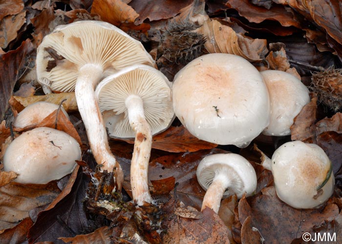 Pholiota lenta = Flammula lenta