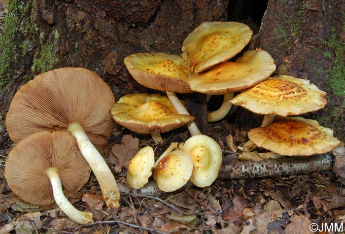 Pholiota limonella